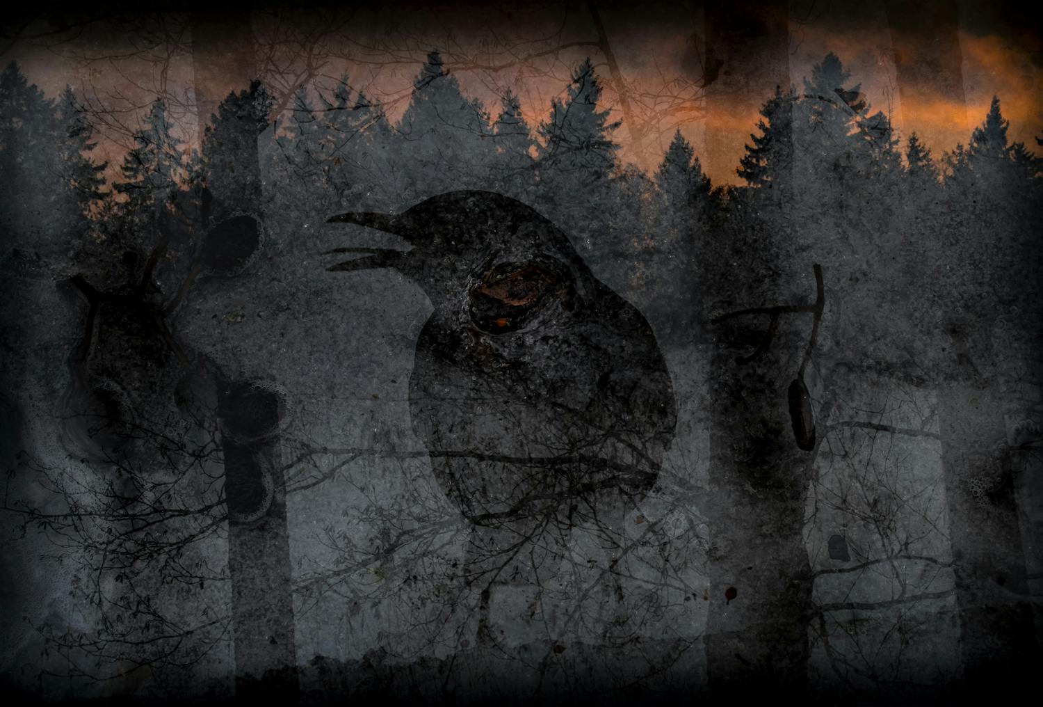 laulu kevaalle Q8TBskQf8HzcvMVZRZS Timos billede af skoven og en krage.